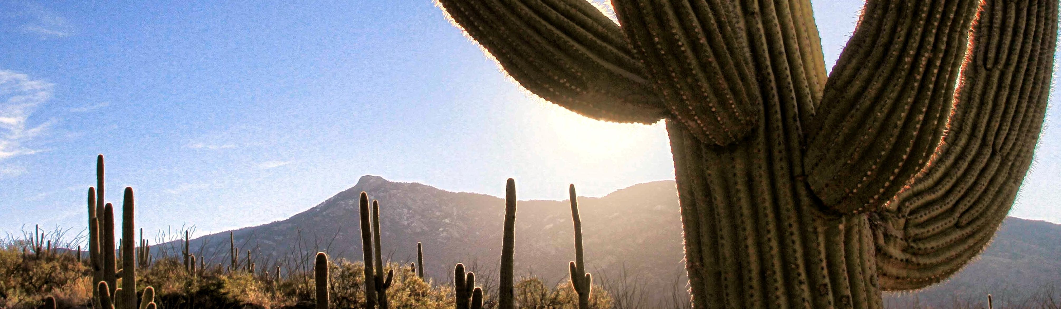 Image of Saguaro and sun